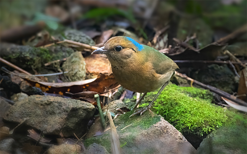Blue-naped Pitta (Hydrornis nipalensis) at Phia Oac-Phia Den Bird Hides - Northern Vietnam. Photo by: Bui Duc Tien - Vietnam Bird Photography Tours - Vietbirdphototours.com
